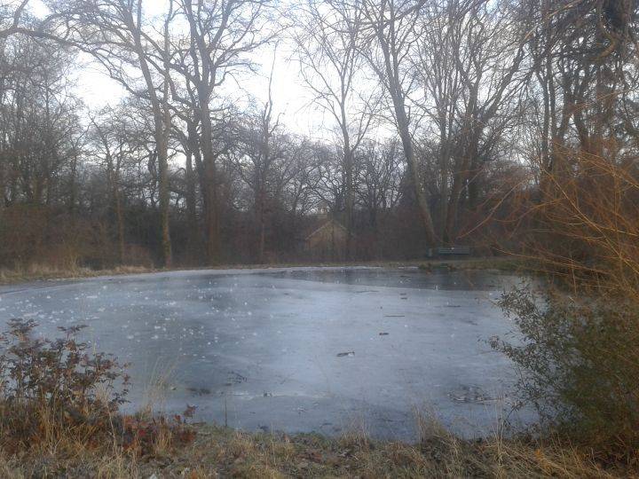 Pond at Belvedere (Weimar)