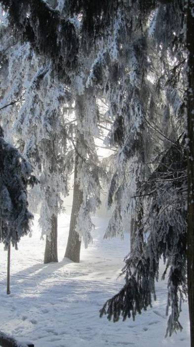 Snow-covered trees in Oberhof